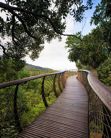 Canopy bridge at Kirstenbosch Gardens in Cape Town, built above the lush foliage.