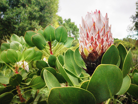 Side view of King Protea, Protea cynaroides, South Africa's emblem flower growing in a lush forest