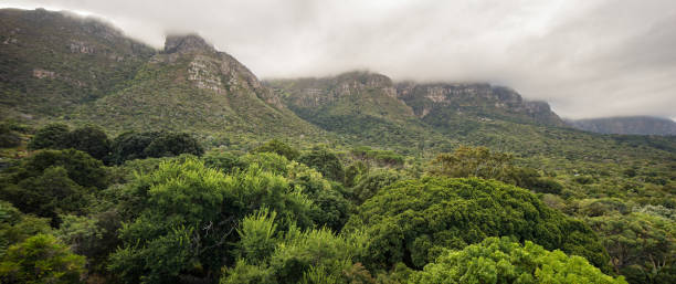 vista panoramica del south africa table mountain che sorge sopra una lussureggiante foresta tra le nuvole - meteorology rain fog forest foto e immagini stock