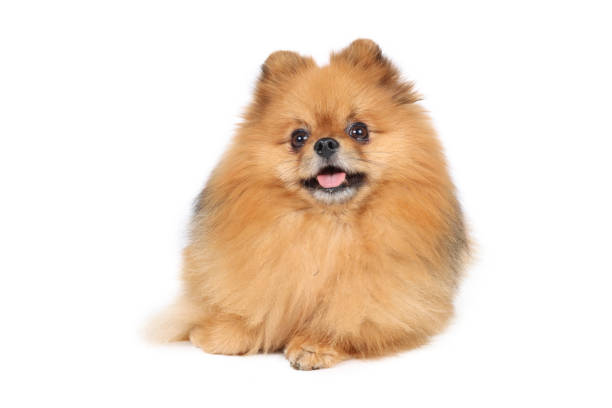 istock pomeranian dog isolated on white background 1324033471