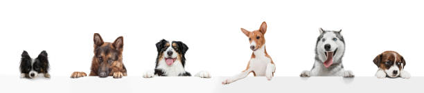 istock Group of five different purebred dogs sitting isolated over white studio background. Collage 1324033523