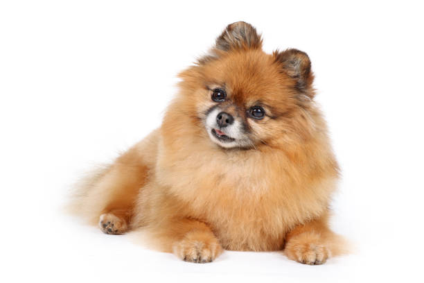 istock pomeranian dog isolated on white background 1324033548