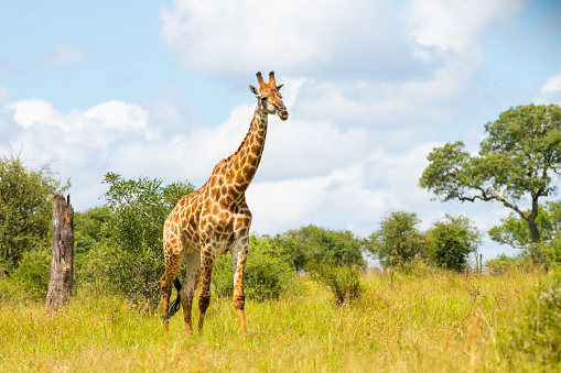 Angolan Giraffe at Etosha National Park in Kunene Region, Namibia