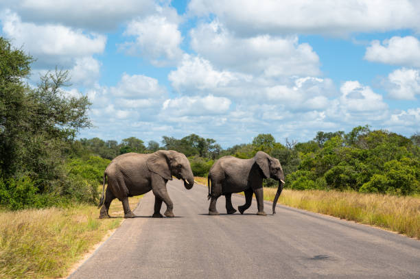 zwei wilde elefanten überqueren die straße im krüger-park - kruger national park national park southern africa africa stock-fotos und bilder