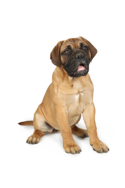 istock puppy bullmastiff isolated on white background 1324034914