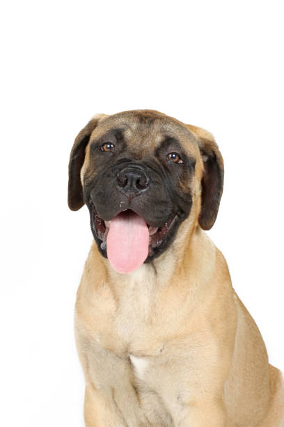 istock puppy bullmastiff isolated on white background 1324034923