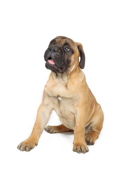 istock puppy bullmastiff isolated on white background 1324034987