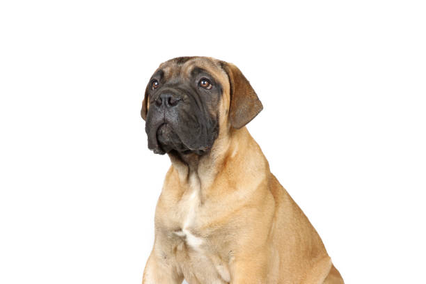 istock puppy bullmastiff isolated on white background 1324035038