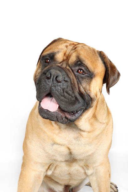 istock puppy bullmastiff isolated on white background 1324035091