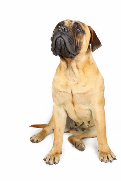 istock puppy bullmastiff isolated on white background 1324035103