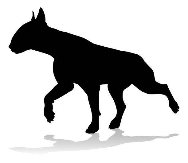 Dog Silhouette Pet Animal A detailed animal silhouette of a pet dog bull terrier silhouettes stock illustrations