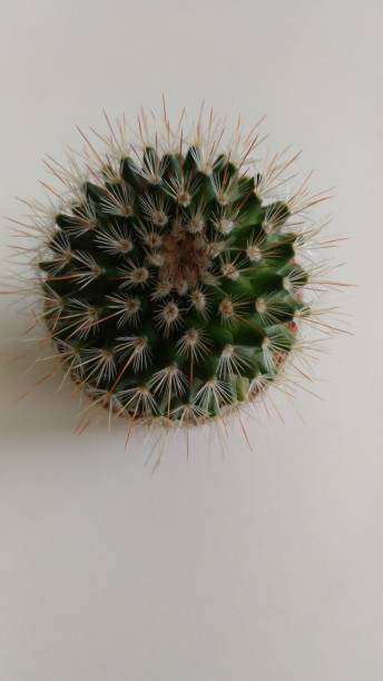 istock perfect beautiful cactus succulent plant 1324035353