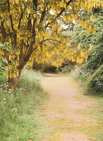 A beautiful yellow wisteria tree hangs over a path leading into a wooding area