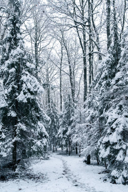 istock Conifers trees in snow 1324035812