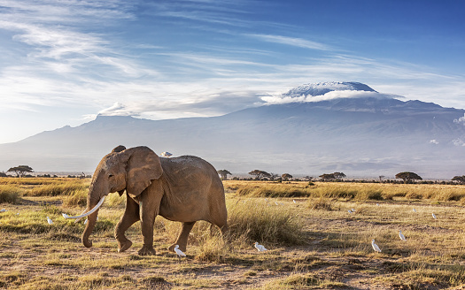 Adult elephant, Loxodonta Africana, walks through the grasslands of Ambosei National Park, Kenya, with a flock of cattle egrets. A snow covered Mount Kilimanjaro can be seen in the background.