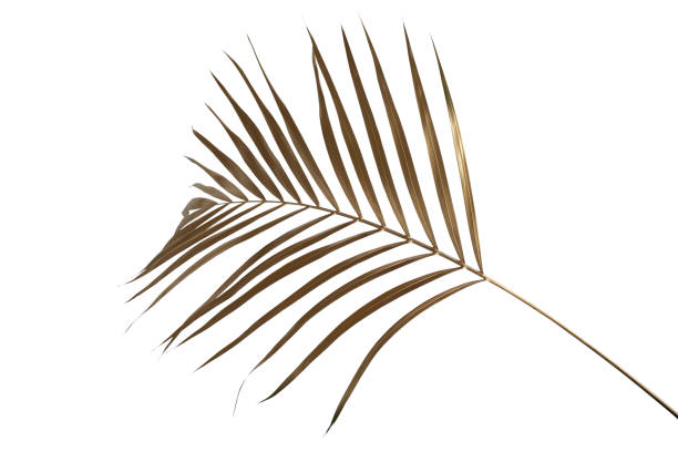 istock leaves of palm Gold color tree on white background.clipping path 1324037578