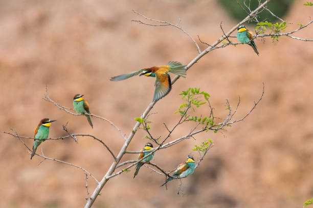 istock The European bee-eater sits on a branch 1324038168