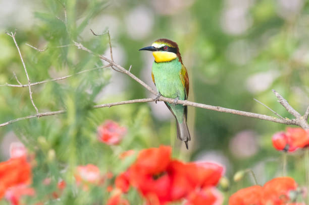 istock The European bee-eater sits on a branch 1324038802
