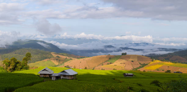 istock Green rice field terrace. 1324039132