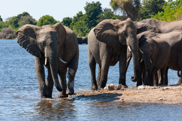 istock African Elephants - Chobe National Park - Botswana 1324039318