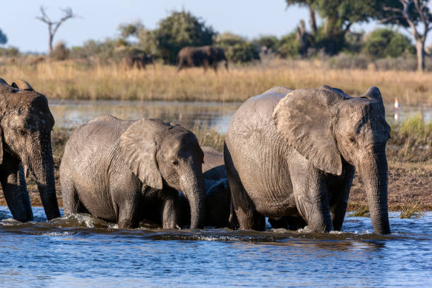 istock African Elephants - Chobe National Park - Botswana 1324039386
