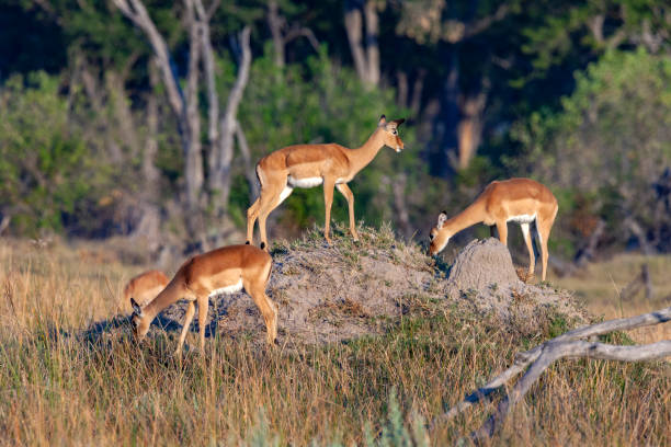 Red Lechwe - Okavango Delta - Botswana Group of female Red Lechwe (Kobus leche) grazing around a termite mound in the Xakanixa region of the Okavango Delta in northern Botswana. termite mound stock pictures, royalty-free photos & images