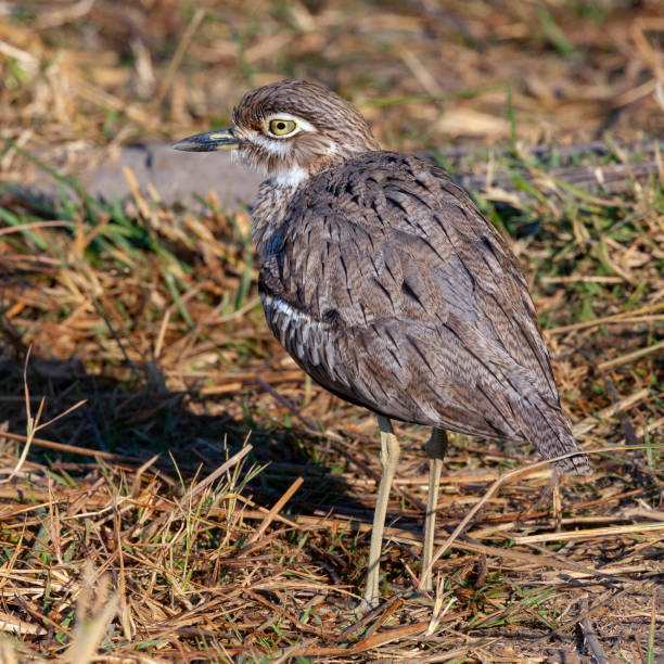 istock Spotted Thick-Knee - Okavango Delta in northern Botswana 1324039505