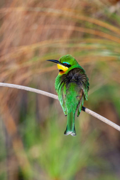 Little Bee-eater - Okavango Delta in northern Botswana Little Bee-eater (Merops pusillus) with it"u2019s feathers fluffed up to keep warm during the night, warming up in the early morning sunshine. Okavango Delta in northern Botswana, Africa. bee eater stock pictures, royalty-free photos & images