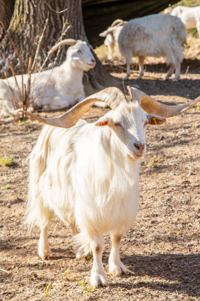 weiße kaschmirziegen auf der weide - goat willow stock-fotos und bilder