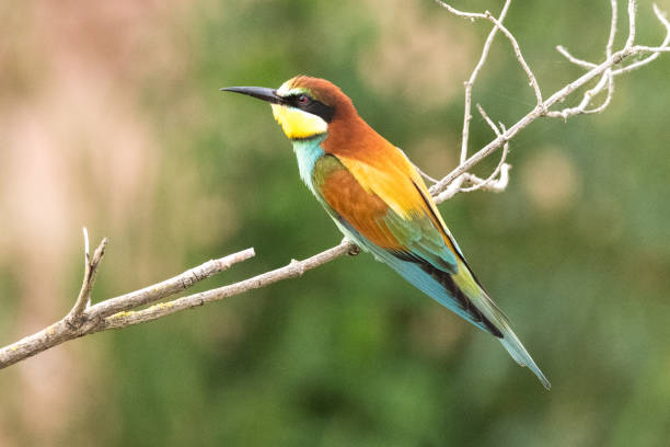 istock The European bee-eater sits on a branch 1324040653