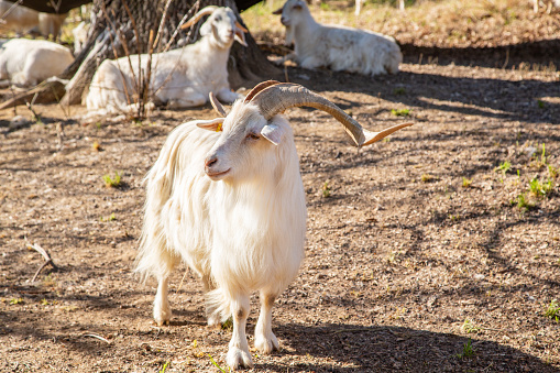 White horned goat on a tether in the woods