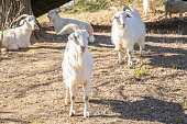 White cashmere goats in the pasture