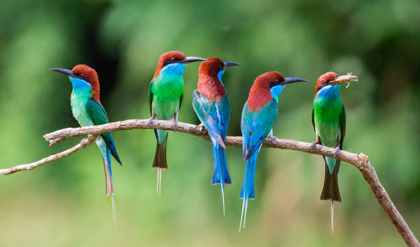 Blue-throated Bee-eater. A group of Blue-throated Bee-eater standing on tree stick. bee eater stock pictures, royalty-free photos & images