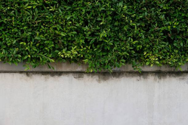 istock green leaves over white old cement wall texture background 1324041559