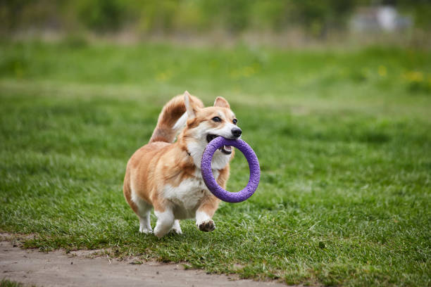 istock Happy Welsh Corgi Pembroke dog playing with puller in the spring park 1324041571