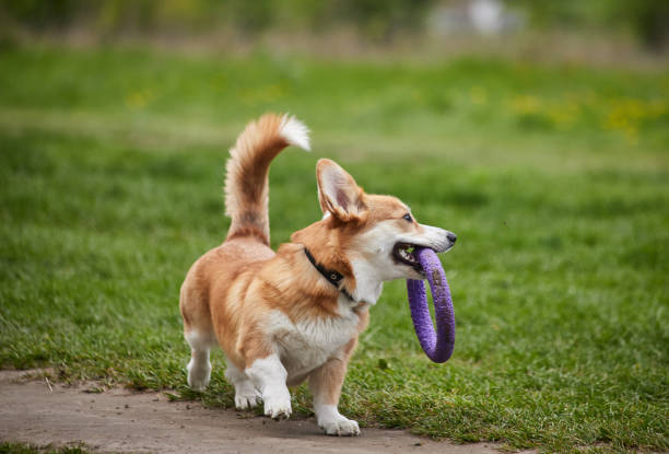 istock Happy Welsh Corgi Pembroke dog playing with puller in the spring park 1324041614