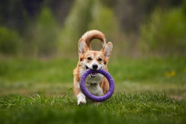 istock Happy Welsh Corgi Pembroke dog playing with puller in the spring park 1324042346