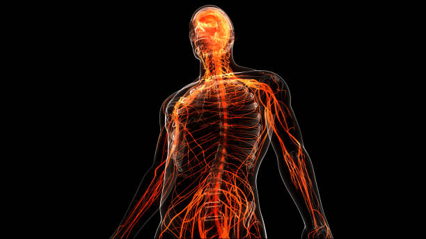 istock Central Organ of Human Nervous System Brain Anatomy 1324042359