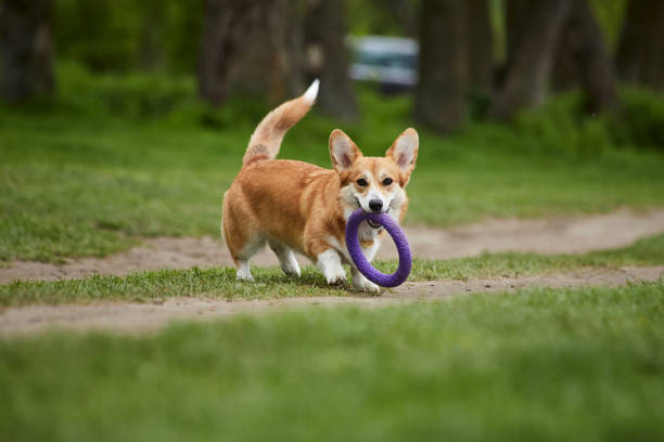 istock Happy Welsh Corgi Pembroke dog playing with puller in the spring park 1324042441