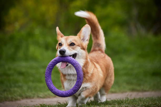 istock Happy Welsh Corgi Pembroke dog playing with puller in the spring park 1324042442