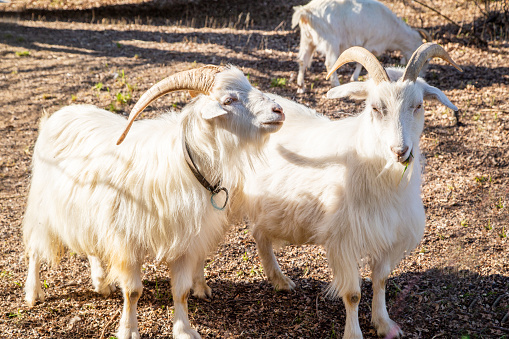 Saanen Goat - White Domestic Goat (Capra hircus)