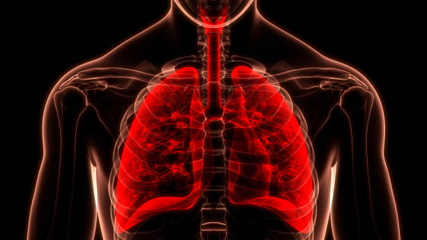 istock Human Respiratory System Lungs Anatomy 1324042504