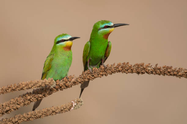 Blue Cheeked Bee Eater Pair Sitting on Perch Blue Cheeked Bee Eater bee eater stock pictures, royalty-free photos & images