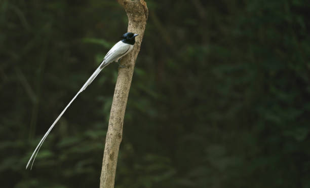 Indian Paradise fly catcher Indian Paradise fly catcher eutrichomyias rowleyi stock pictures, royalty-free photos & images