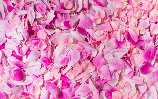 Rose petals laid out to dry