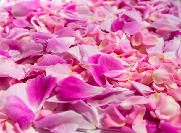 Rose petals laid out to dry