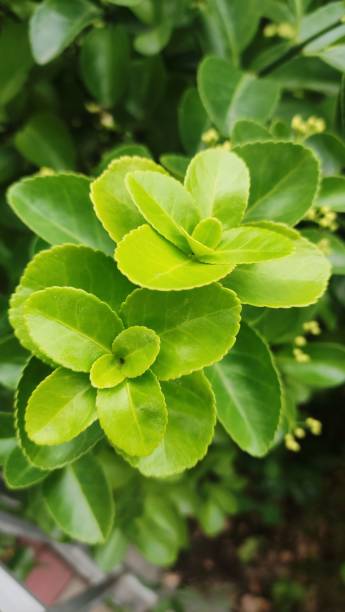 istock Four seasons always green perennial tree 1324045647
