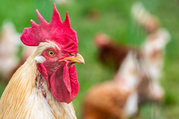 istock chicken in free range outdoor 1324046215