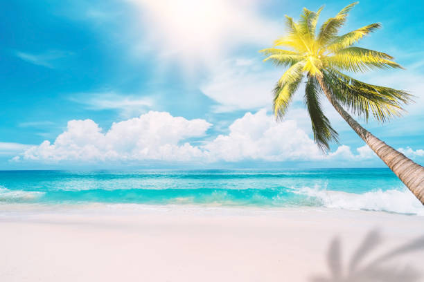 istock Palm tree on tropical beach with blue sky and white clouds abstract background. 1324046385