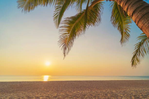 istock Palm tree at tropical beach on sunset sky abstract background. Summer vacation and nature travel adventure concept. 1324046387